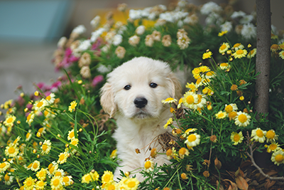 puppy in spring flowers